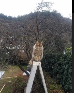 英超裁判行为受语境与语义偏差影响的实证量化研究，英超裁判安排