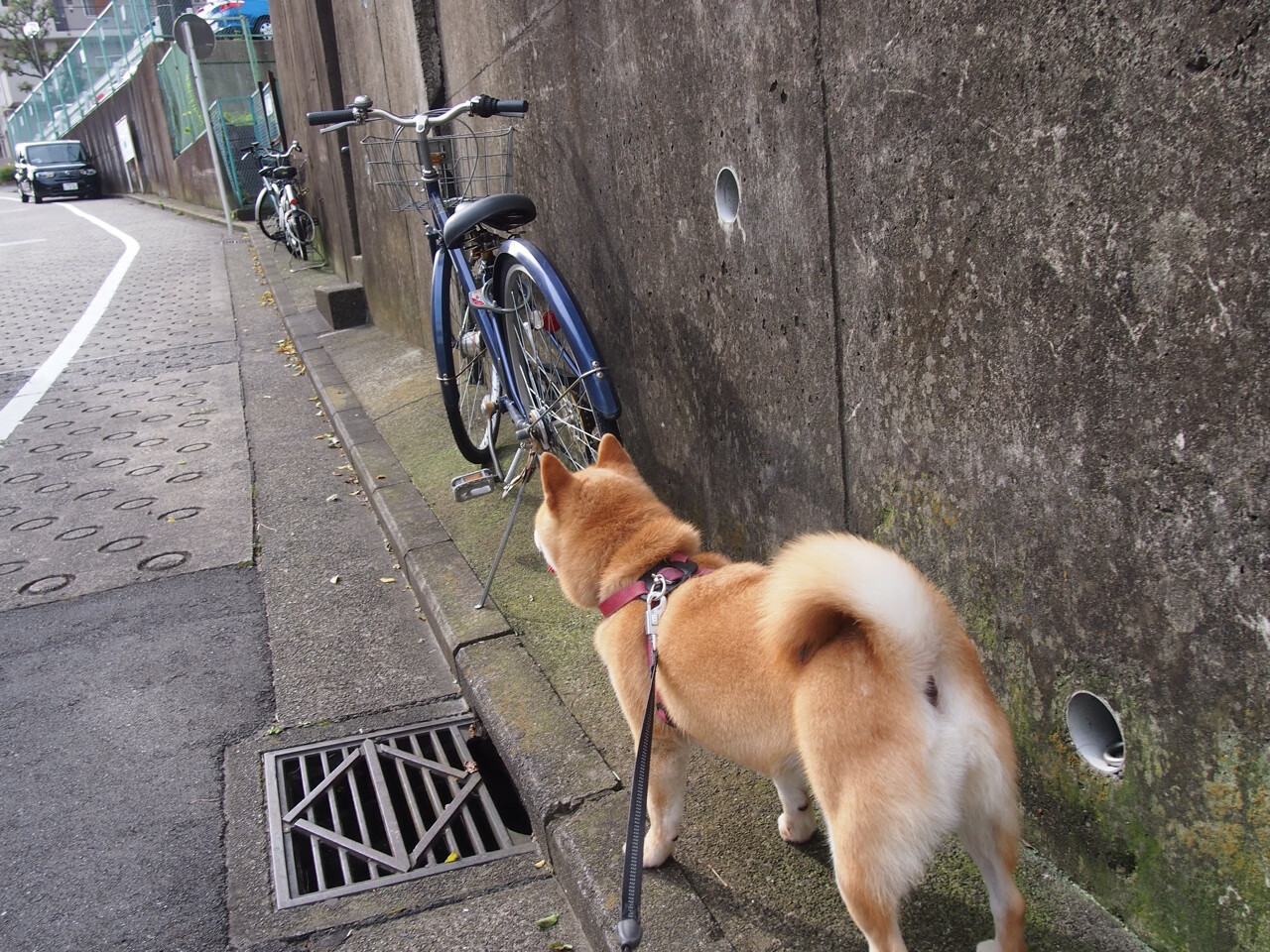 世界围棋赛精彩瞬间频现，世界围棋大赛总决赛