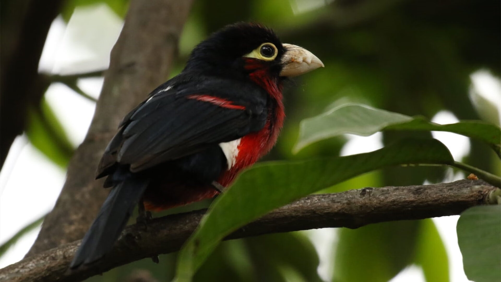 开云官网-国家队战术创新为何步履维艰，国家队战斗