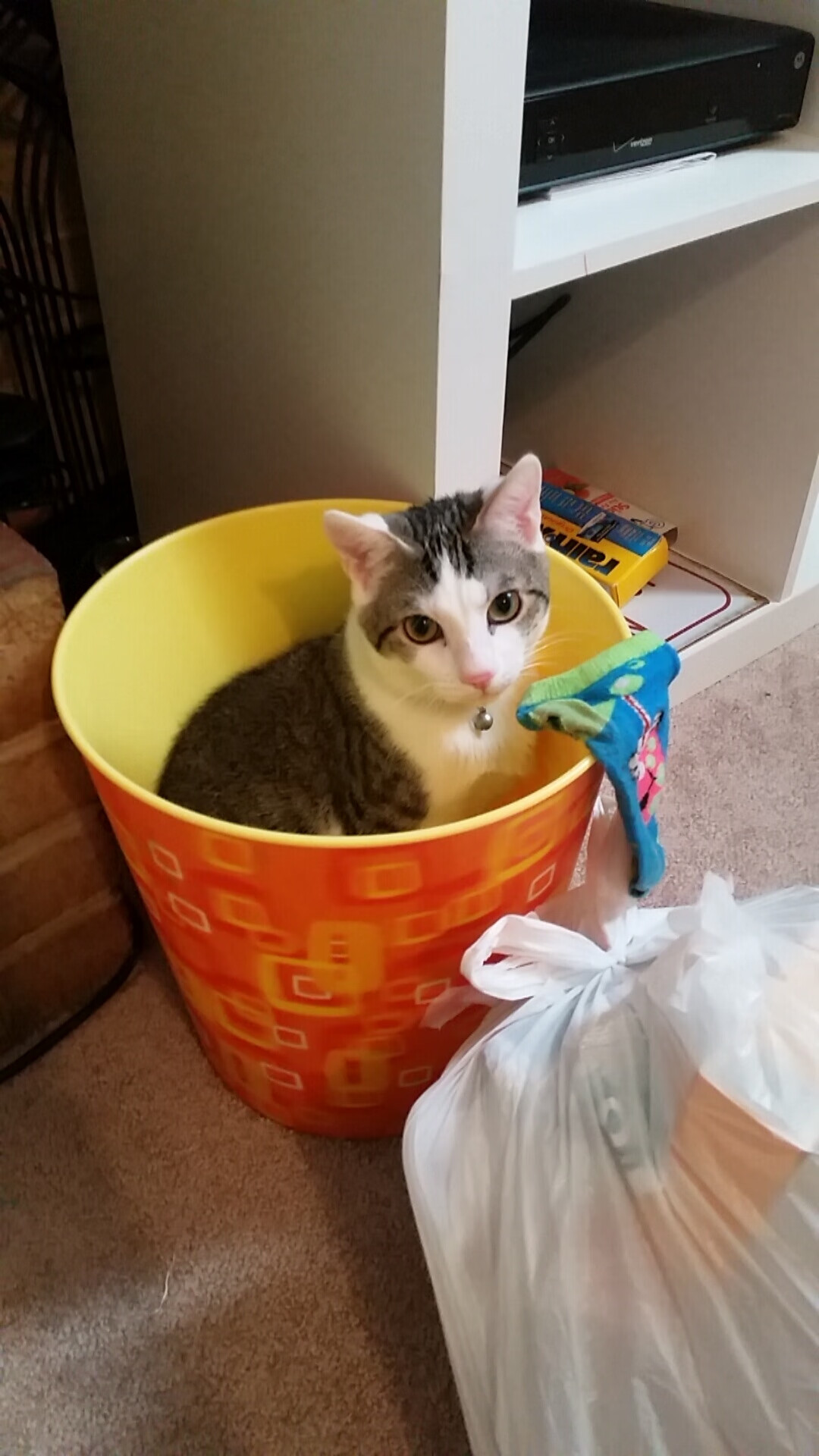 女子柔道国家队海外拉练提升实战能力,国家女子柔道队队名单