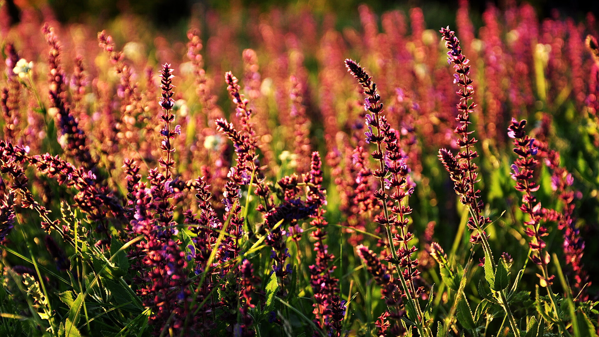 德国队如何应对国际乒联混合团体世界杯新赛制的多重考验，德国乒乓球参赛名单