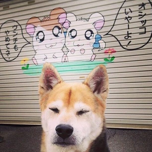 德国队如何应对国际乒联混合团体世界杯新赛制的多重考验，德国乒乓球参赛名单