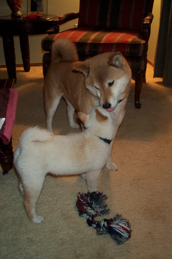 开云体育下载-斯洛伐克女篮在欧洲预赛中表现优异，期待奥运资格，斯洛伐克欧洲杯预选赛比分