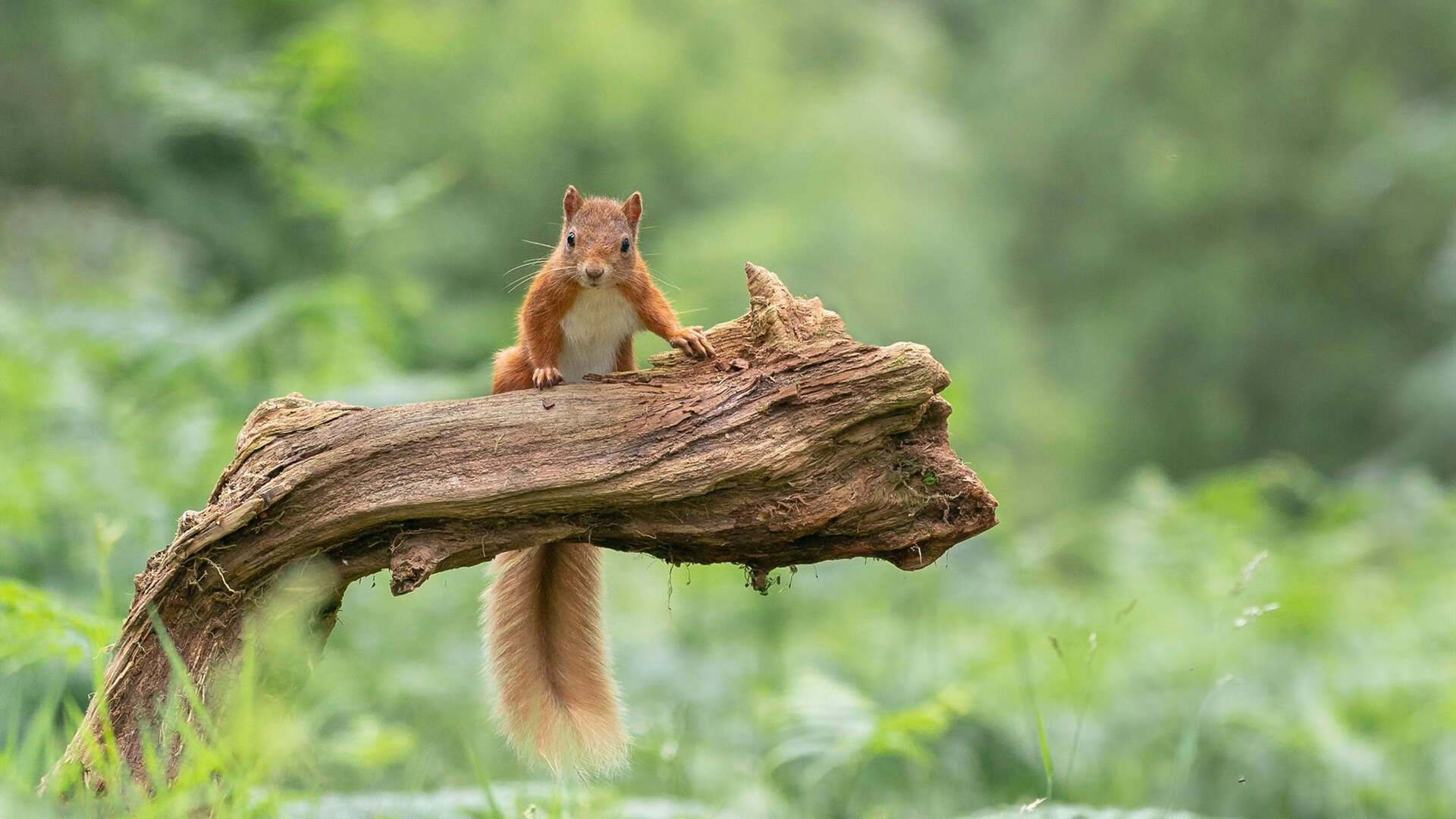 欧洲杯逆转王:战术调整逆转命运!,欧洲杯回传失误