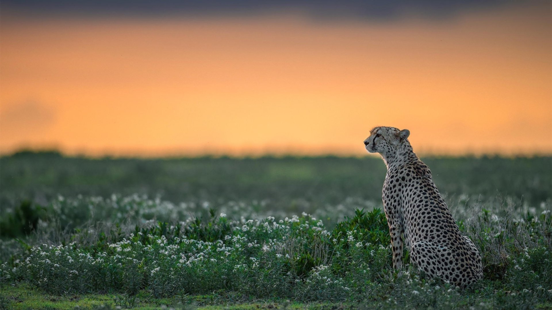老鹰场均得分持续上升进攻火力提升,老鹰最近比赛