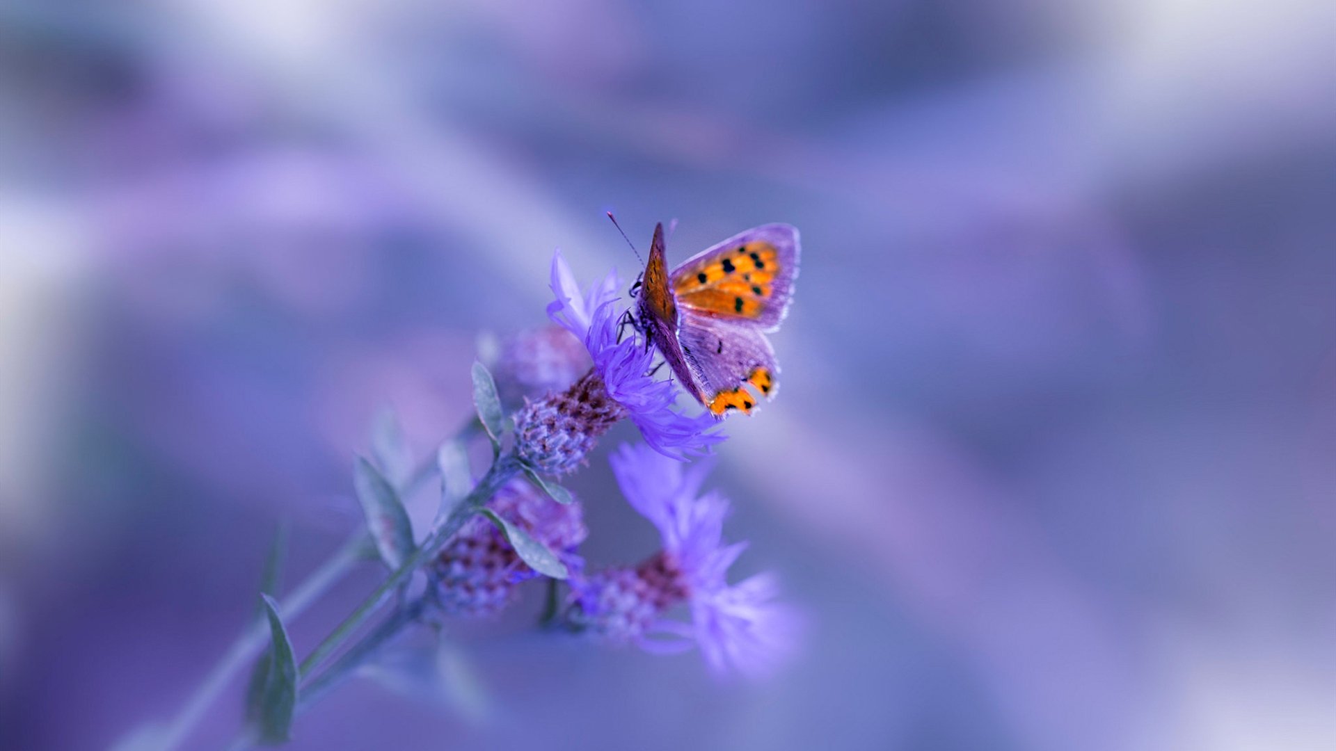 开云在线入口-西班牙青年队在欧洲赛场表现优异，未来可期