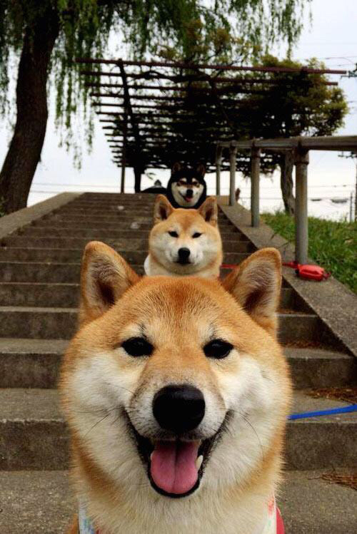 开云体育app注册-中国足球职业联赛升级官方信息发布平台功能，中国足球职业联赛有几个级别